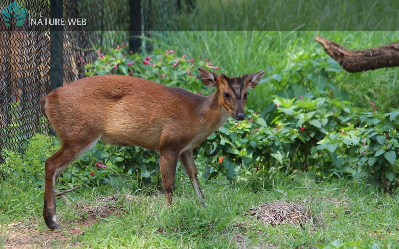 Barking Deer